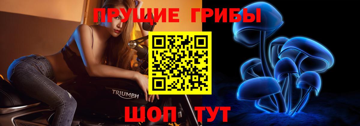 Псилоцибиновые грибы Psilocybe Каменск-Шахтинский